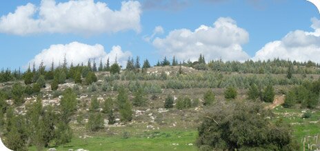 The Ben-Shemen Forest 