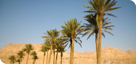Ein-Gedi Reserve 