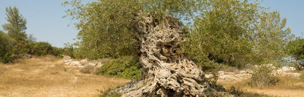 Olive_tree