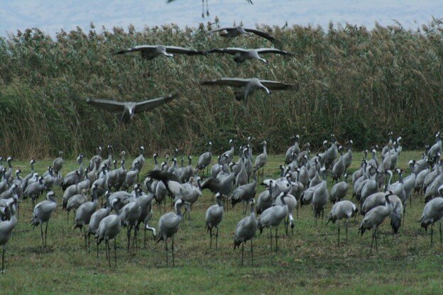 hula valley, Photo by Gil Levene Feinberg