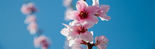 Spring Blossoms, Passover